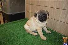 pug puppy posted by Lisa loma